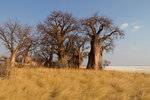 Baines Baobabs.