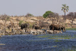 Éléphants, zèbres et girafes sur la rivière Boteti.