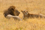 Couple de lions à Savuti.