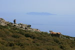 Vaches devant l'Île de Capraia.