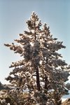 Jeux de lumières avec un sapin givré.