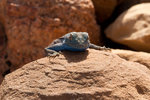 Lézard bleu.