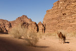 Dromadaires au Wadi Rum.