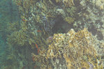 Coraux dans la mer Rouge.