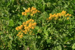 Hugueninia à feuilles de tanaisie