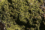 Lichen