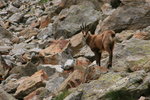 Chamois