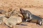 Otaries à Cape Cross