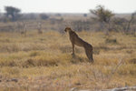 Guépard
