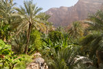 Plantation dans le wadi Tiwi.