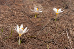 Crocus.