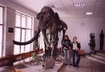 La Galerie d'histoire naturelle, à Akademgorodok : squelette de mammouth.