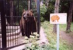 L'ours de Sibérie au zoo de Novossibirsk (Je préfère le voir dans une cage qu'au détour d'un bois celui-là !).