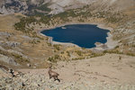 Bouquetin et lac d'Allos.