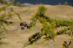 Branche de mélèze.